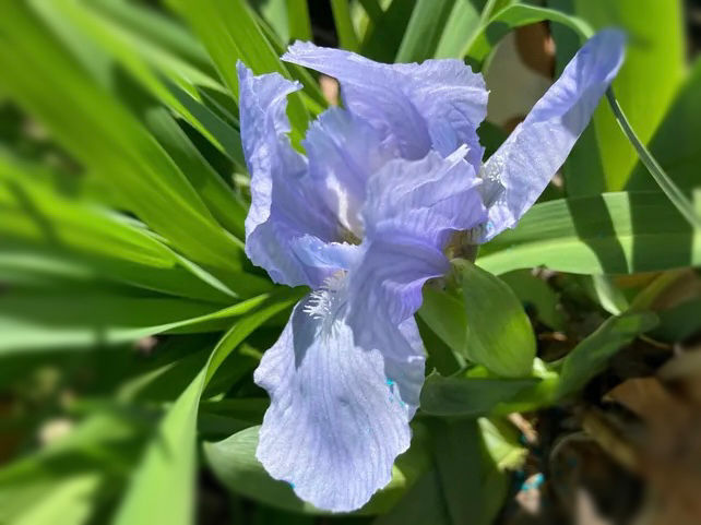 Bedford Lilac Standard Dwarf Bearded Iris
