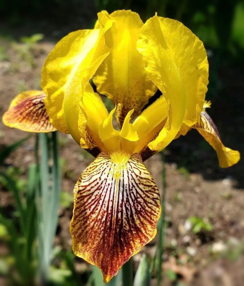 Sans Souci Tall Bearded Iris