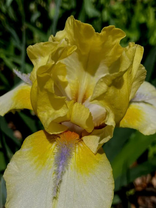 Like A Charm Intermediate Bearded Iris