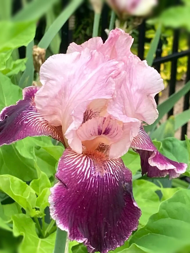 Over the Edge Tall Bearded Iris