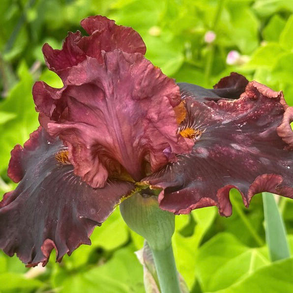 Call To Danger Tall Bearded Iris