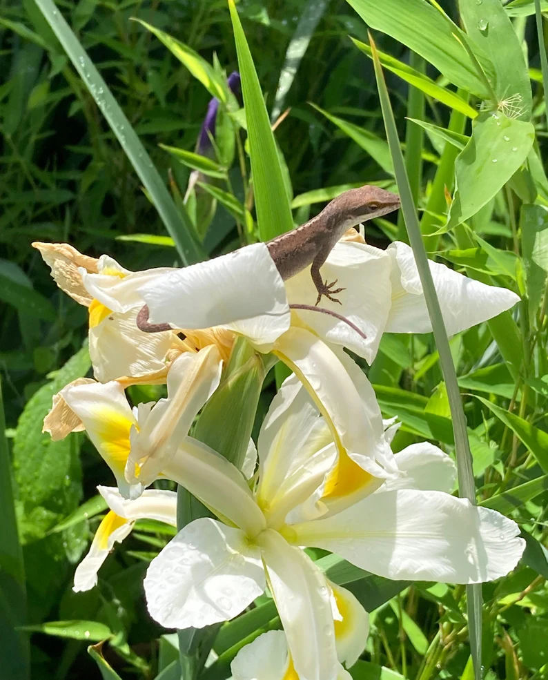 Miller Iris Shelford Giant orientalis