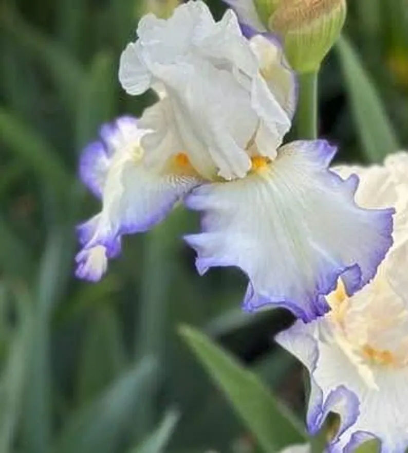 Queens Circle Tall Bearded Iris
