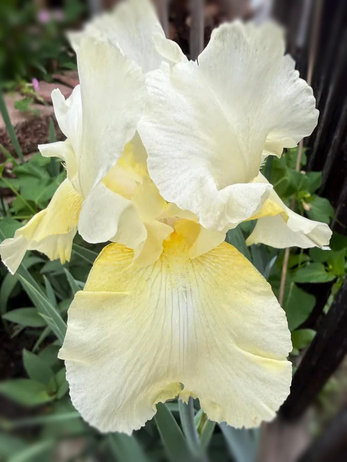 Southern Comfort Tall Bearded Iris