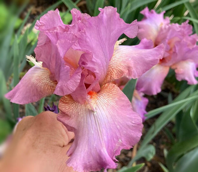 Reincarnation Tall Bearded Iris