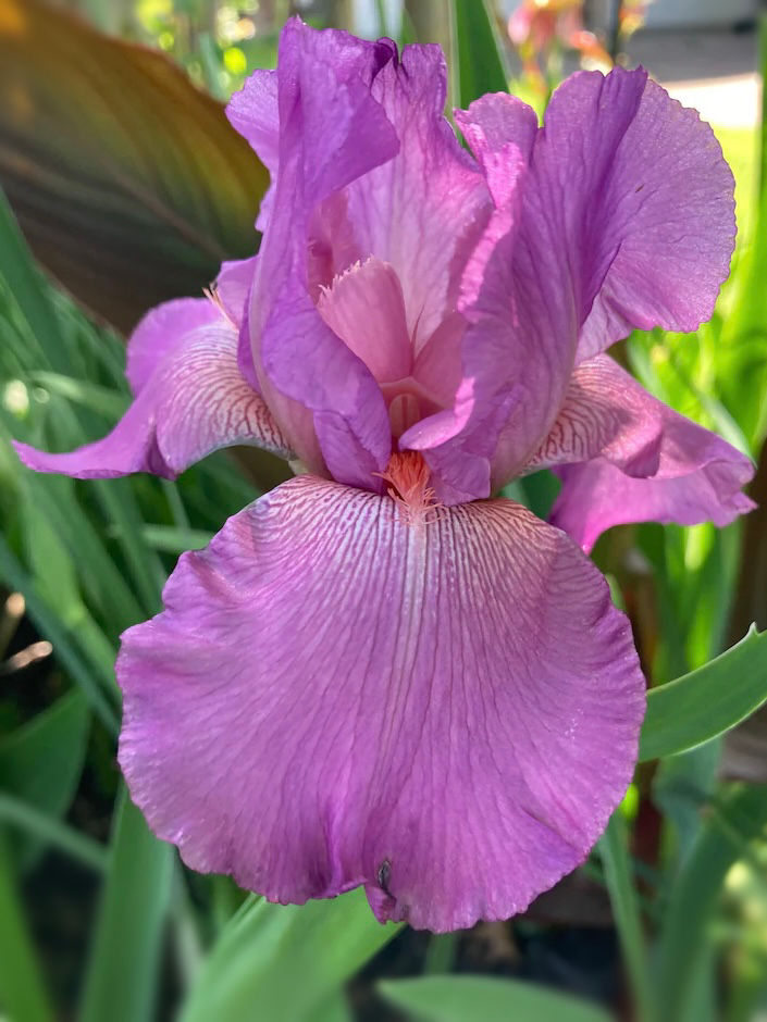 Ever After Tall Bearded Iris