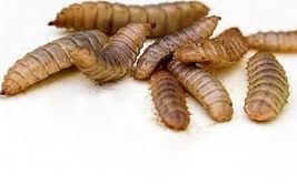 Untitled (300 × 300 mm) (2).jpg