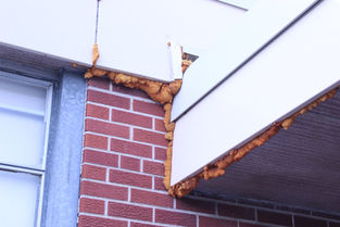 Expanding foam gap filler on the exterior of Northstar Elementary School.