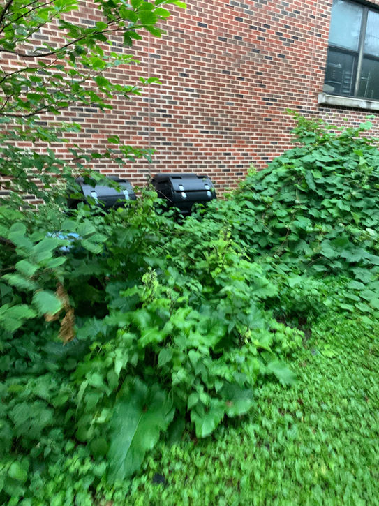 Overgrown vegetation around the foundation of Whitefish Bay Middle School.