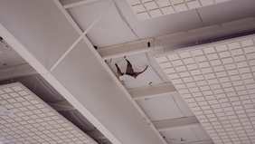 Damaged ceiling inside a school building. 