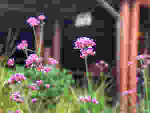 Flowers at Disney's Fort Wilderness Resort & Campgrounds