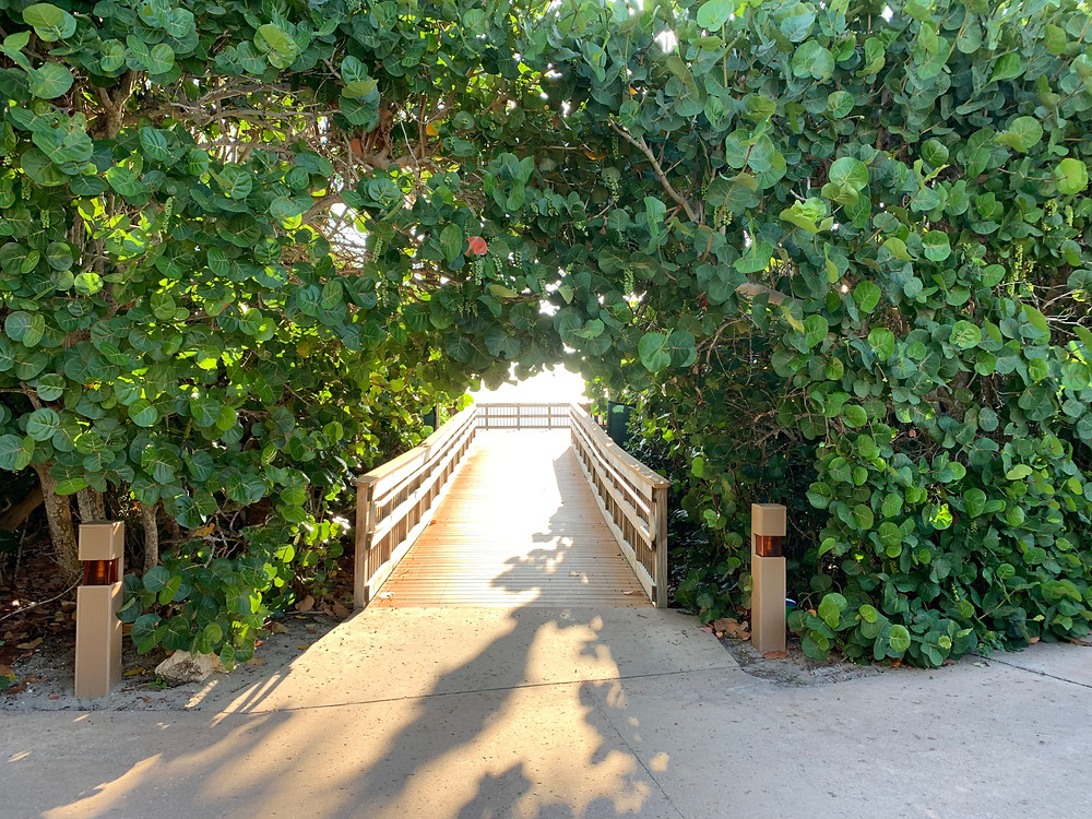 Sea Grape trees mark the way to the beach!