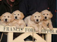 arwenpups-8w 035.jpg