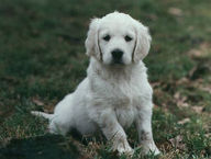 lana-chiot3.jpg