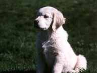 delightpup.jpg