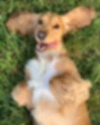 dog-switcher.jpg