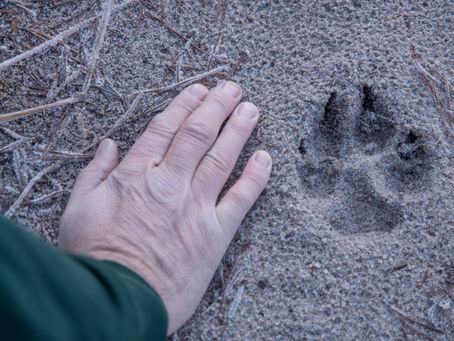 Why Losing a Pet Is So Hard - and why it sometimes feels even harder than losing a person 