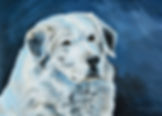 Pet Portrait 1