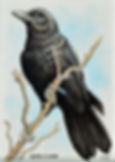 Crow 1