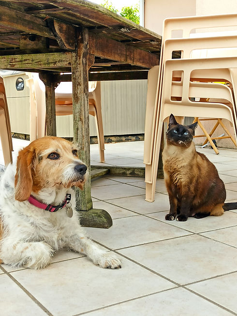 CHAT ET CHIEN.jpg