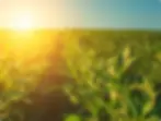 human_and_environmental.webp