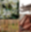 Thumbnail: Teakwood and Orchid