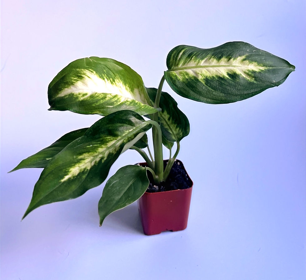 Thumbnail: Tropics in a Pot