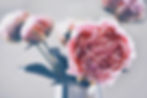 Fotografie von rosa Pfingstrosen