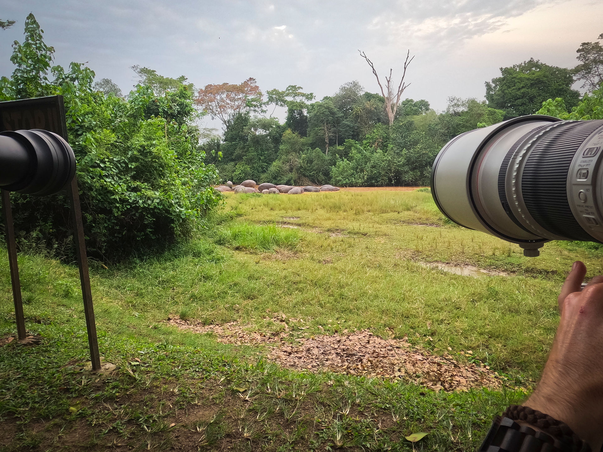 Wildlife photographer Mark Fernley photographs a pod of hippos with his telephoto canon lens - Mark Fernley Wildlife