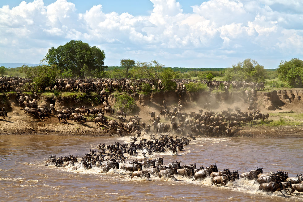 Migration, Tanzania, untamed photo safaris