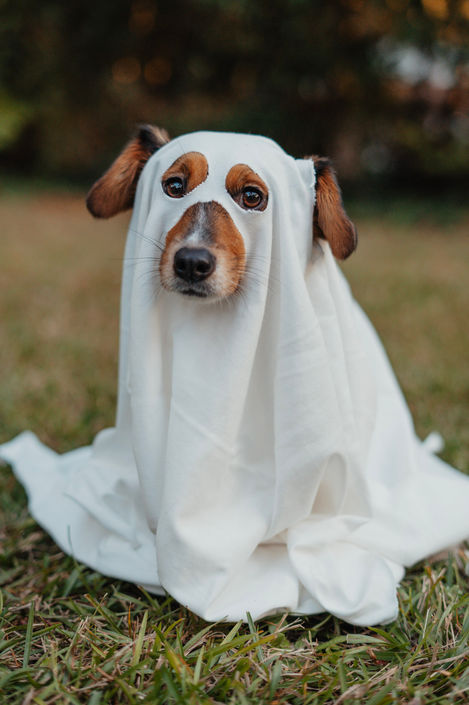 A dog dressed like a ghost