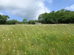 Wellewen shepherd's hut in meadow