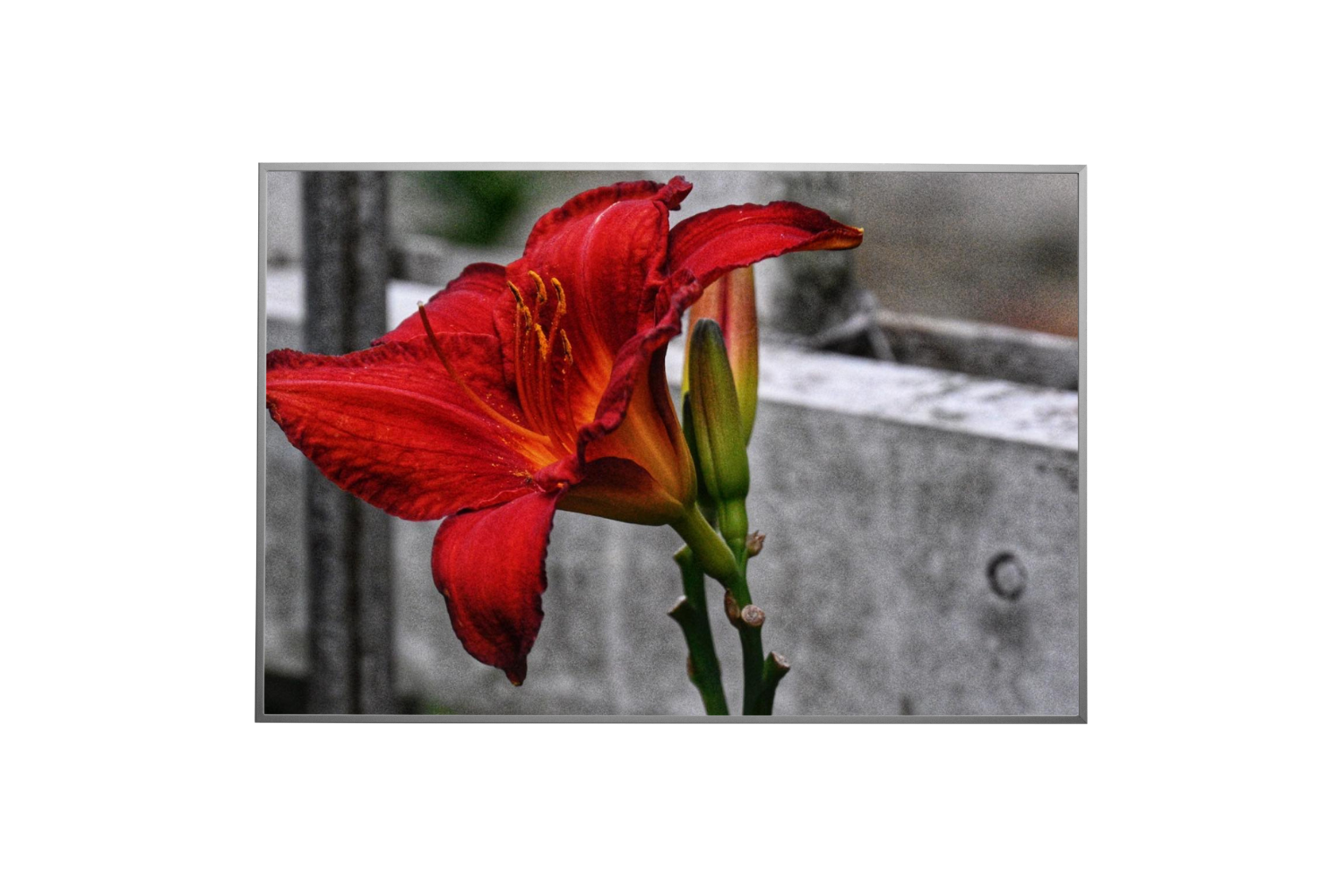 Metal Prints