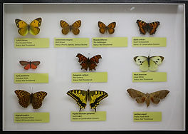 British Butterflies