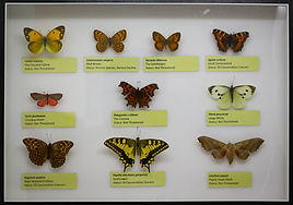 British Butterflies