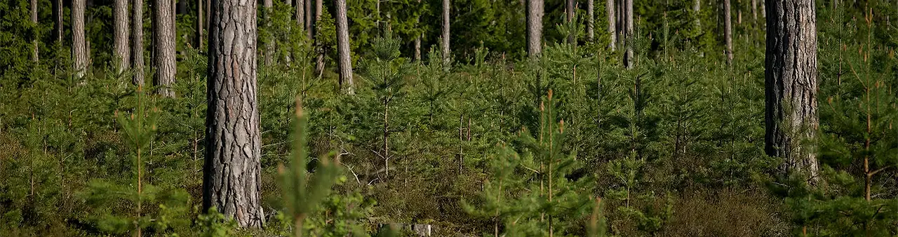 tallskog-banner.webp