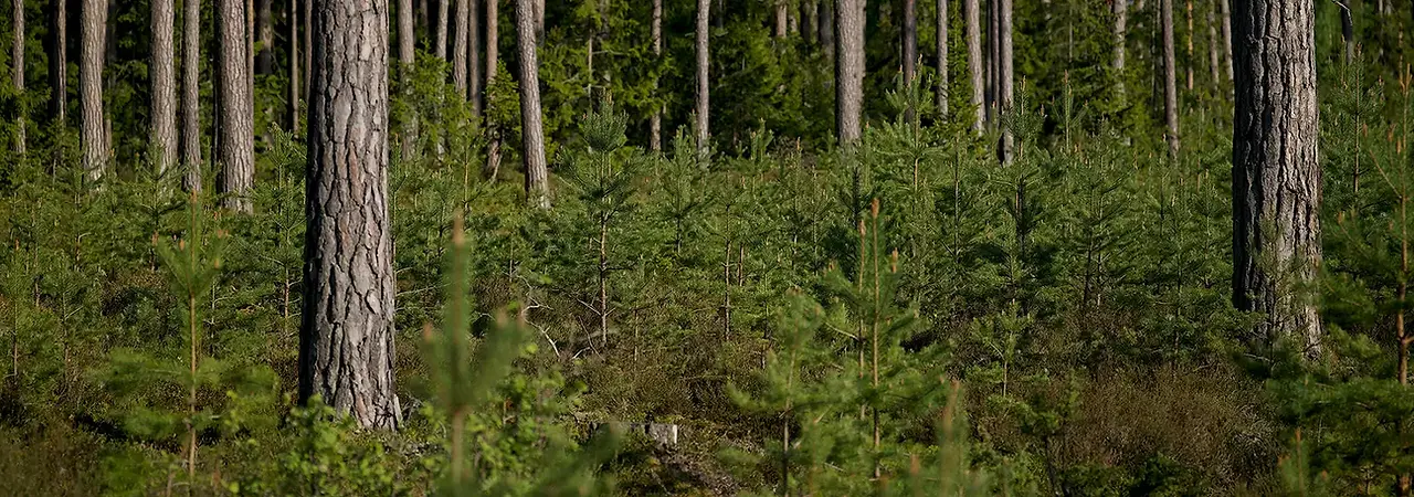 tallskog-banner.webp