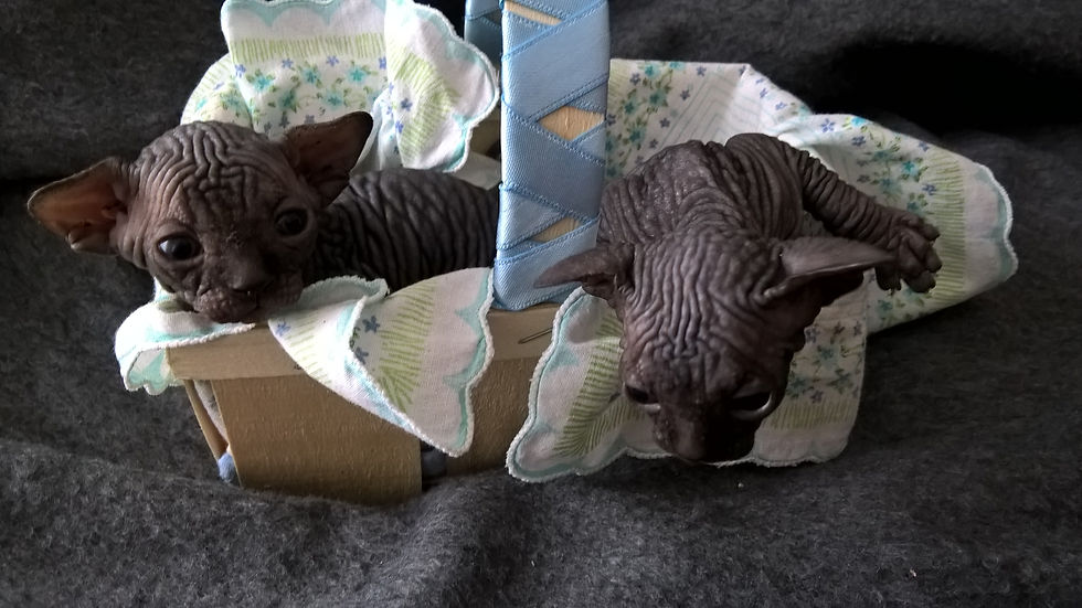 Cucciolo Canadian Sphynx Milano