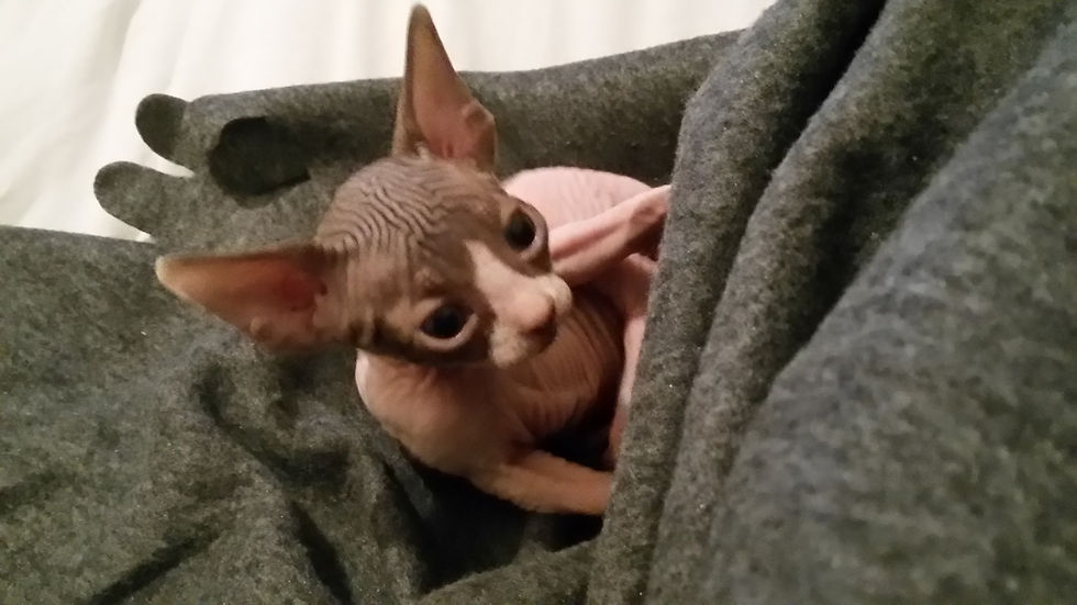 Cucciolo Sphynx gatto nudo Milano