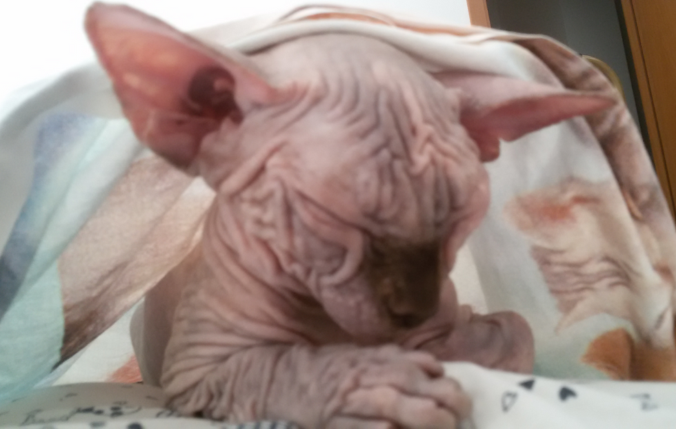 Amelie della Baia del Re, Sphynx
