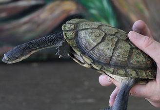 Reptile Hire
