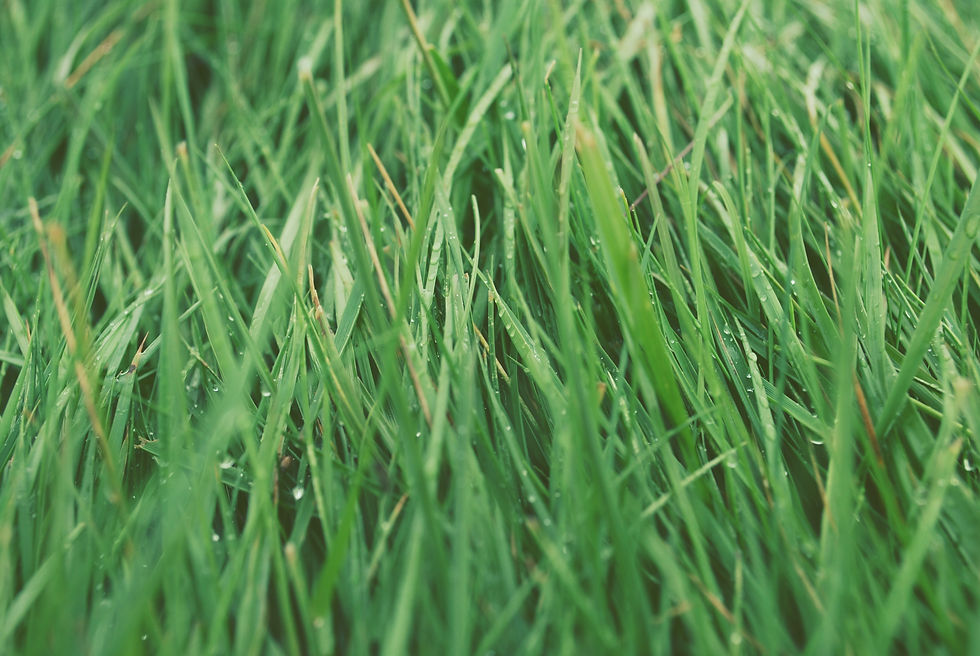 Green Grass