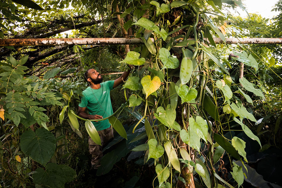Le Petit Cocotier Martinique-35.jpg