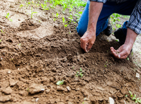Sowing perennials from seed
