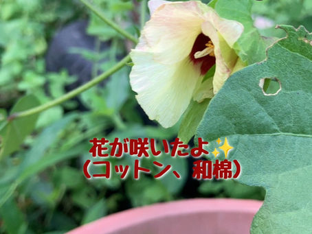 7/19からの土日月はお休みです