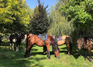 ecuries amequine.png1