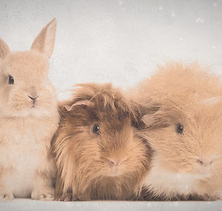 lapin-nain-cochons-inde-isoles-blanc_191