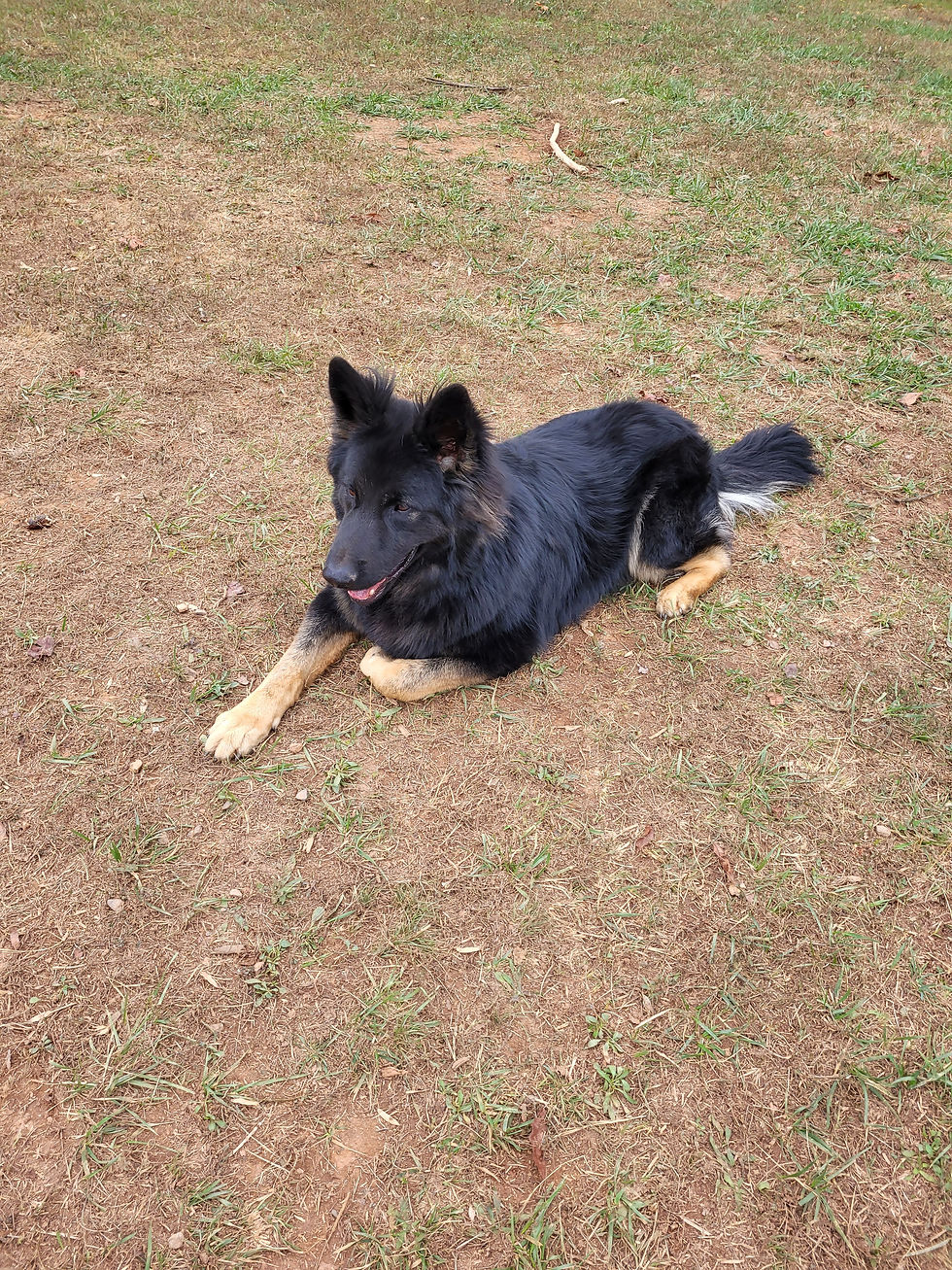 Thumbnail: German Shepherd puppies 