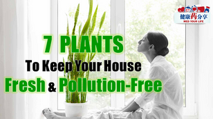 7 Plants To Keep Your House Fresh And Pollution-Free