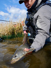 Japanese angler holding a wild Taimen (Parahucho perryi) caught in Hokkaido, Japan. Photo by Denny Schaller.